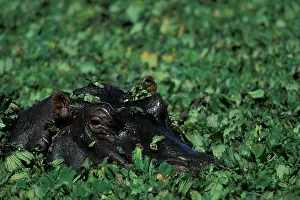 Amphibious: Africa, Kenya, Masai Mara Game Reserve