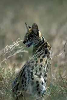 Serval: Africa, Kenya, Masai Mara Game Reserve