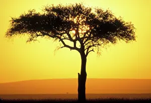 Inspirational: Africa, Kenya, Masai Mara Game Reserve