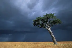 Spooky: Africa, Kenya, Masai Mara Game Reserve