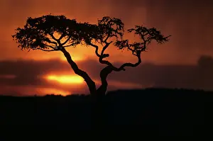 Looming: Africa, Kenya, Masai Mara Game Reserve