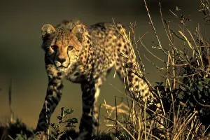 Fittest: Africa, Kenya, Masai Mara Game Reserve