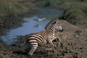 Struggle: Africa, Kenya, Masai Mara Game Reserve