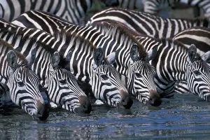 Repeating: Africa, Kenya, Masai Mara Game Reserve