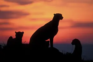 Warmth: Africa, Kenya, Masai Mara Game Reserve