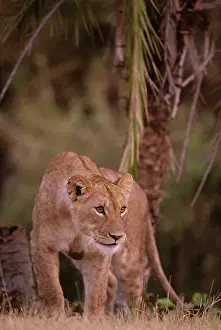 Ready: Africa, Kenya, Masai Mara Game Reserve
