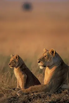Safe: Africa, Kenya, Masai Mara Game Reserve