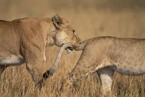 Chewing: Africa, Kenya, Masai Mara Game Reserve