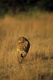 Pride: Africa, Kenya, Masai Mara Game Reserve