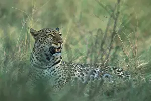 Proud: Africa, Kenya, Masai Mara Game Reserve