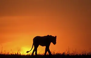 Pride: Africa, Kenya, Masai Mara Game Reserve