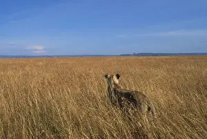 Aware: Africa, Kenya, Masai Mara Game Reserve