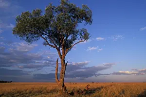 Pride: Africa, Kenya, Masai Mara Game Reserve