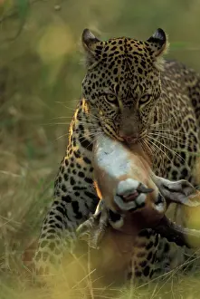 Chew: Africa, Kenya, Masai Mara Game Reserve