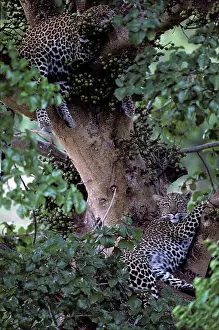 Comfortable: Africa, Kenya, Masai Mara Game Reserve