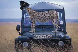 Jeep: Africa, Kenya, Masai Mara Game Reserve