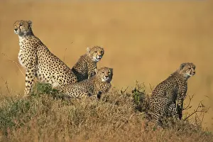 Intent: Africa, Kenya, Masai Mara Game Reserve