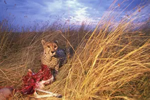 Corpse: Africa, Kenya, Masai Mara Game Reserve