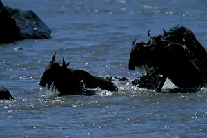 Ambush: Africa, Kenya, Masai Mara Game Reserve