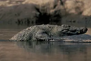 Lurking: Africa, Kenya, Masai Mara Game Reserve