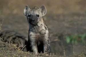 Savage: Africa, Kenya, Masai Mara Game Reserve