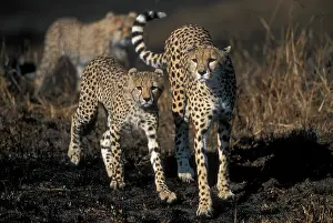 Cautious: Africa, Kenya, Masai Mara Game Reserve