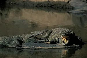 Lurking: Africa, Kenya, Masai Mara Game Reserve