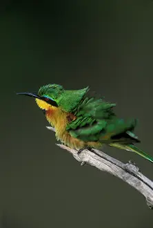 Ruffled: Africa, Kenya, Masai Mara Game Reserve
