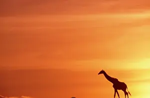 Hoffner: Africa. Kenya. Masai Mara. Giraffe (Giraffa