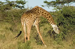 Schreiber: Africa, Kenya, Masai Mara, giraffes feeding