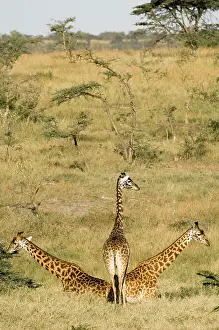 Schreiber: Africa, Kenya, Masai Mara, giraffes feeding
