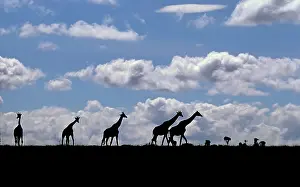 Sleicher: Africa, Kenya, Masai Mara. Giraffes (Giraffa
