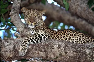 Hoffner: Africa. Kenya. Masai Mara. Leopard (Panthera