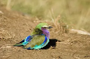 Schreiber: Africa, Kenya, Masai Mara, lilac-breasted