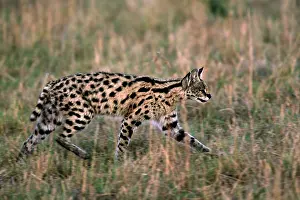 Serval: Africa, Kenya, Masai Mara. A serval (Leptailurus