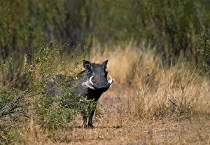 Sleicher: Africa, Kenya, Masai Mara. Warthog (Phacochoerus