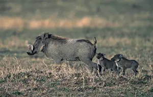 Sleicher: Africa, Kenya, Masai Mara. Warthog (Phacochoerus