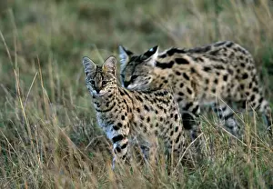 Serval: Africa, Kenya, Masai Mara. A young female