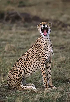 Massai: Africa, Kenya, Massai Mara. Cheetah (Acinonyx