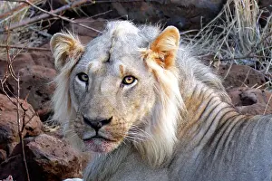 Meal: Africa, Kenya, Meru. Face of feeding lion