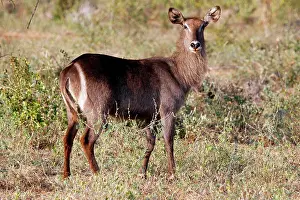 Waterbuck: Africa, Kenya, Meru. Female Ellipsen Waterbuck