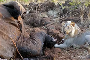 Meal: Africa, Kenya, Meru. Lion feeding on the