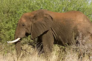 Strong: Africa, Kenya, Meru National Park, an African
