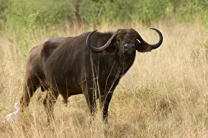 Meru: Africa, Kenya, Meru National Park, Cape
