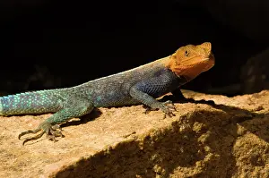 Agama: Africa, Kenya, Meru National Park, colorful