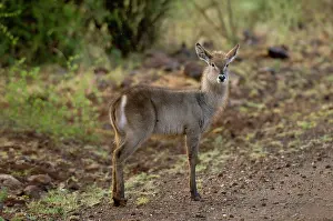 Waterbuck: Africa, Kenya, Meru National Park, female