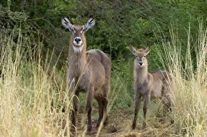 Waterbuck: Africa, Kenya, Meru National Park, female