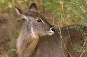 Waterbuck: Africa, Kenya, Meru National Park, a female