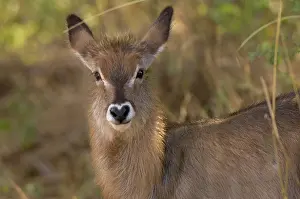 Waterbuck: Africa, Kenya, Meru National Park, a female