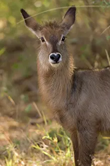 Waterbuck: Africa, Kenya, Meru National Park, a female